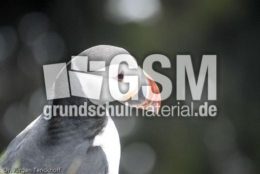 Papageitaucher (17 von 20).jpg